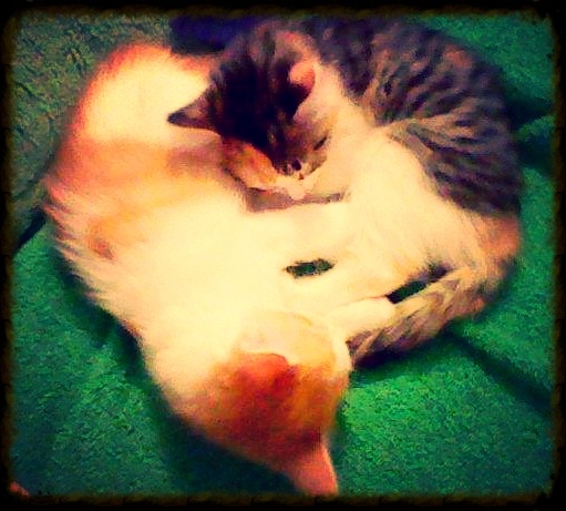 Two kittens sleeping